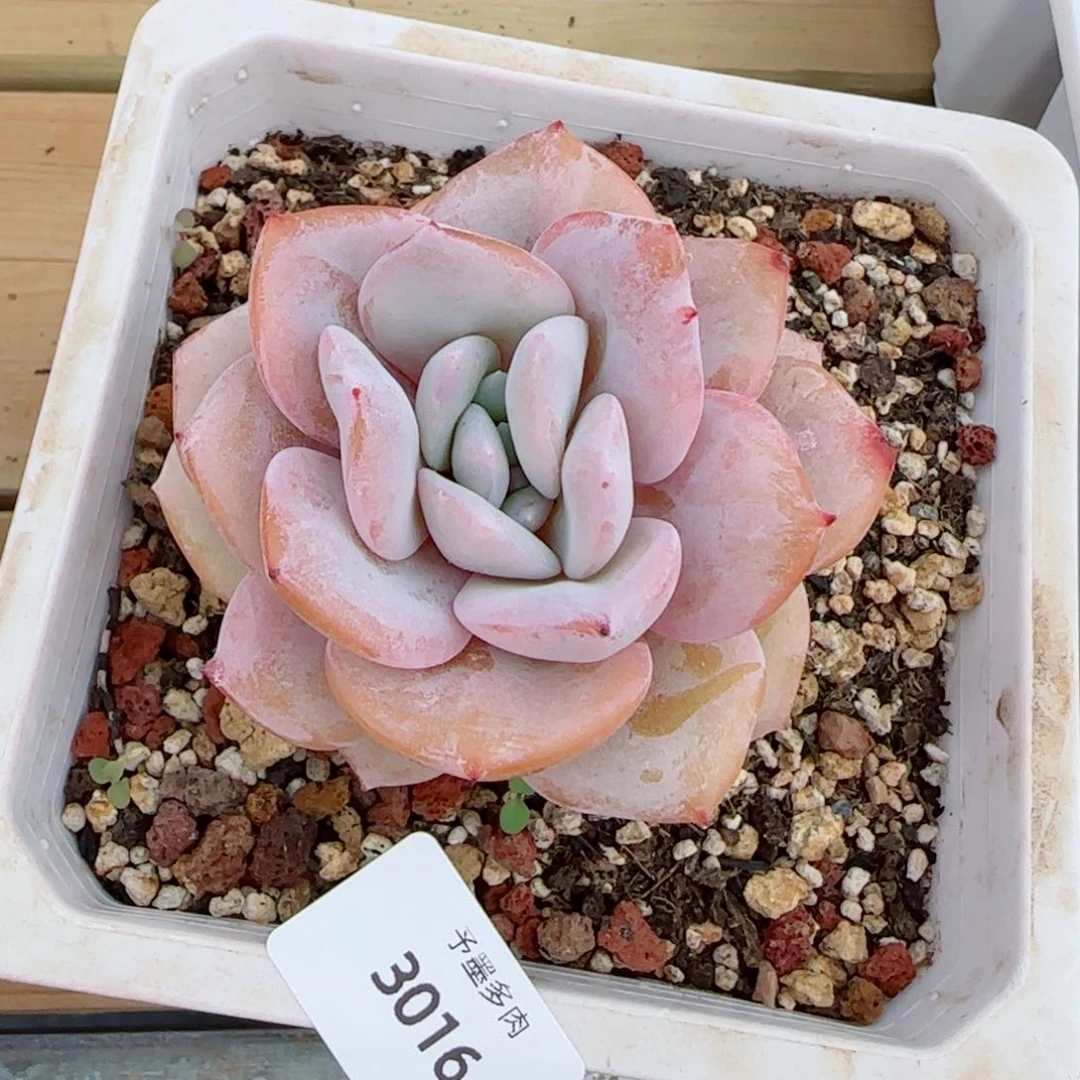 ?***?奶茶，3016多肉植物