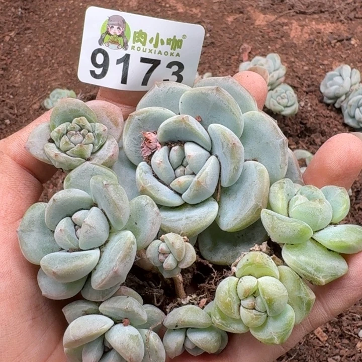 当前无花朵，栽培后可花朵多肉植物多肉植物