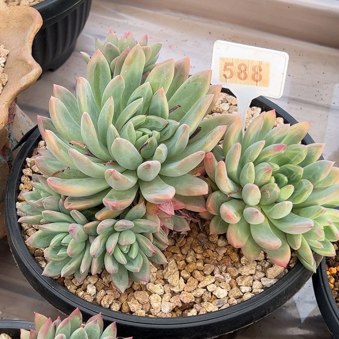 冰心公主多肉植物588