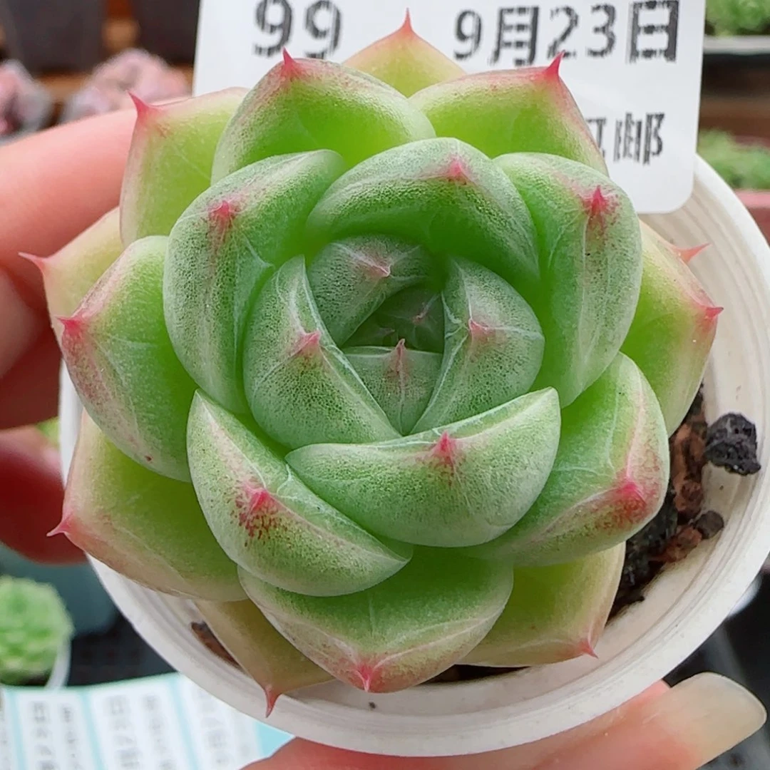 花语逸镜0923-99散