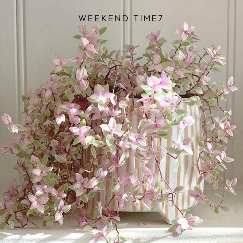 新疆包邮吊兰盆栽胭脂云油画婚礼观叶植物网红盆栽花卉办公室桌面