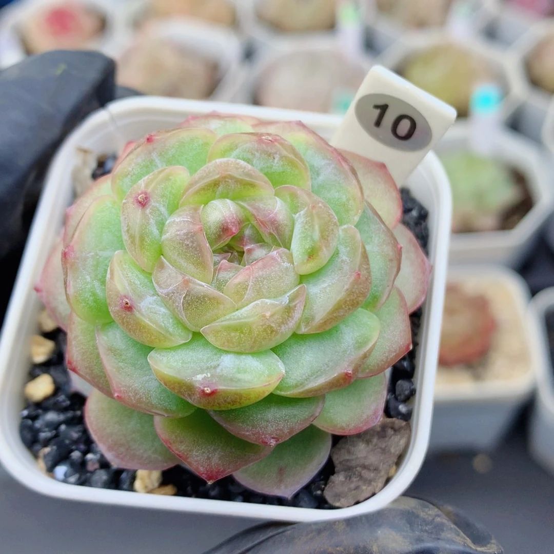 珍妮58包邮  群生不包整10