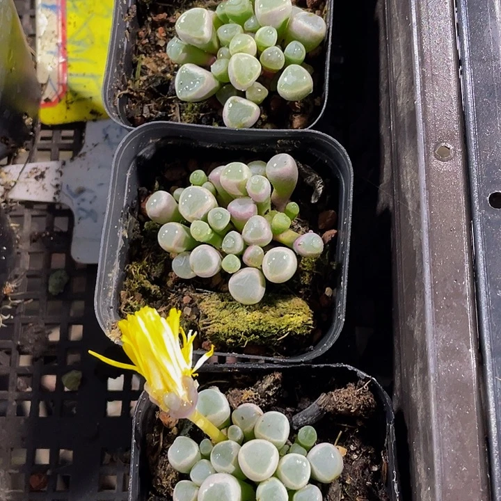 普通五十铃玉带盆土