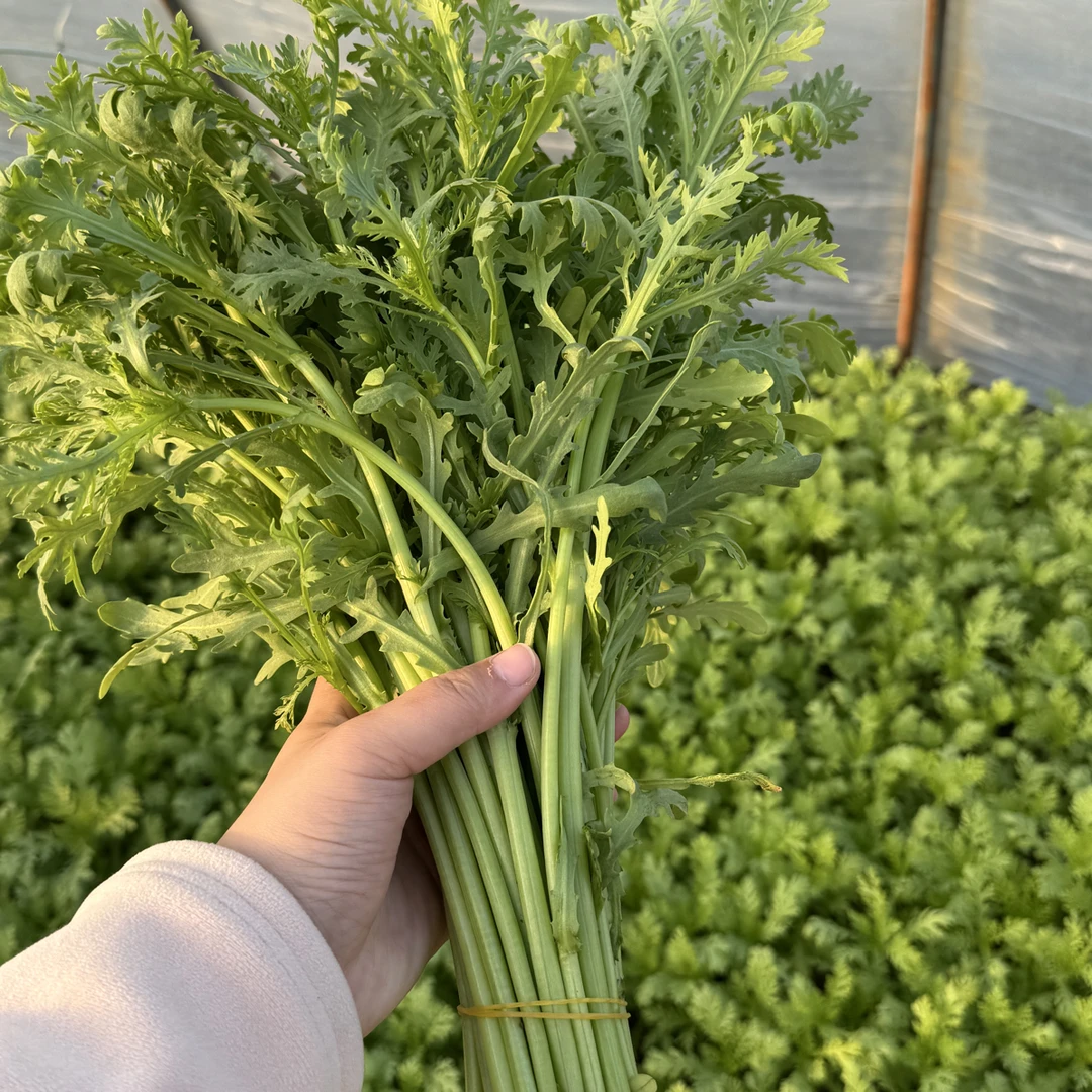 河南现挖新鲜茼蒿现摘带根茼蒿火锅涮菜蒸菜农家自种