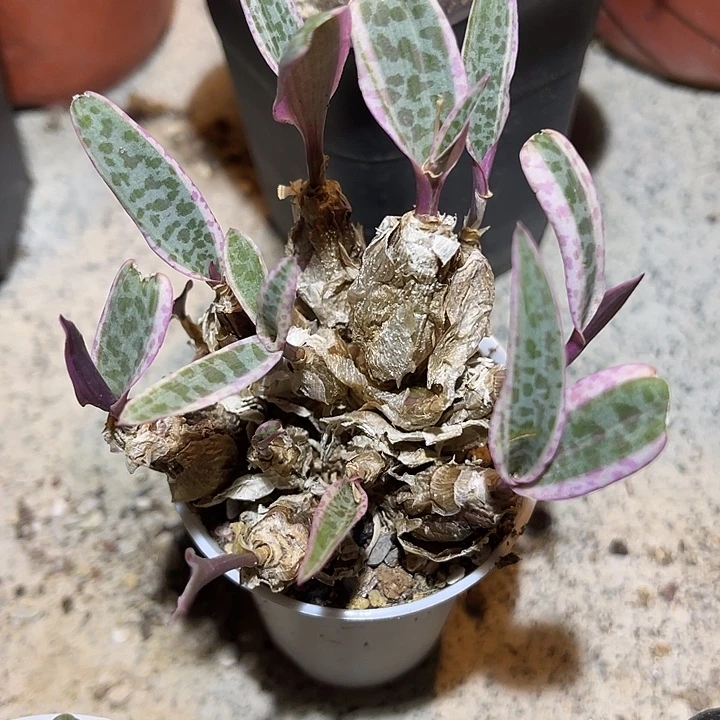 无花朵紫背油点百合锦一物一拍