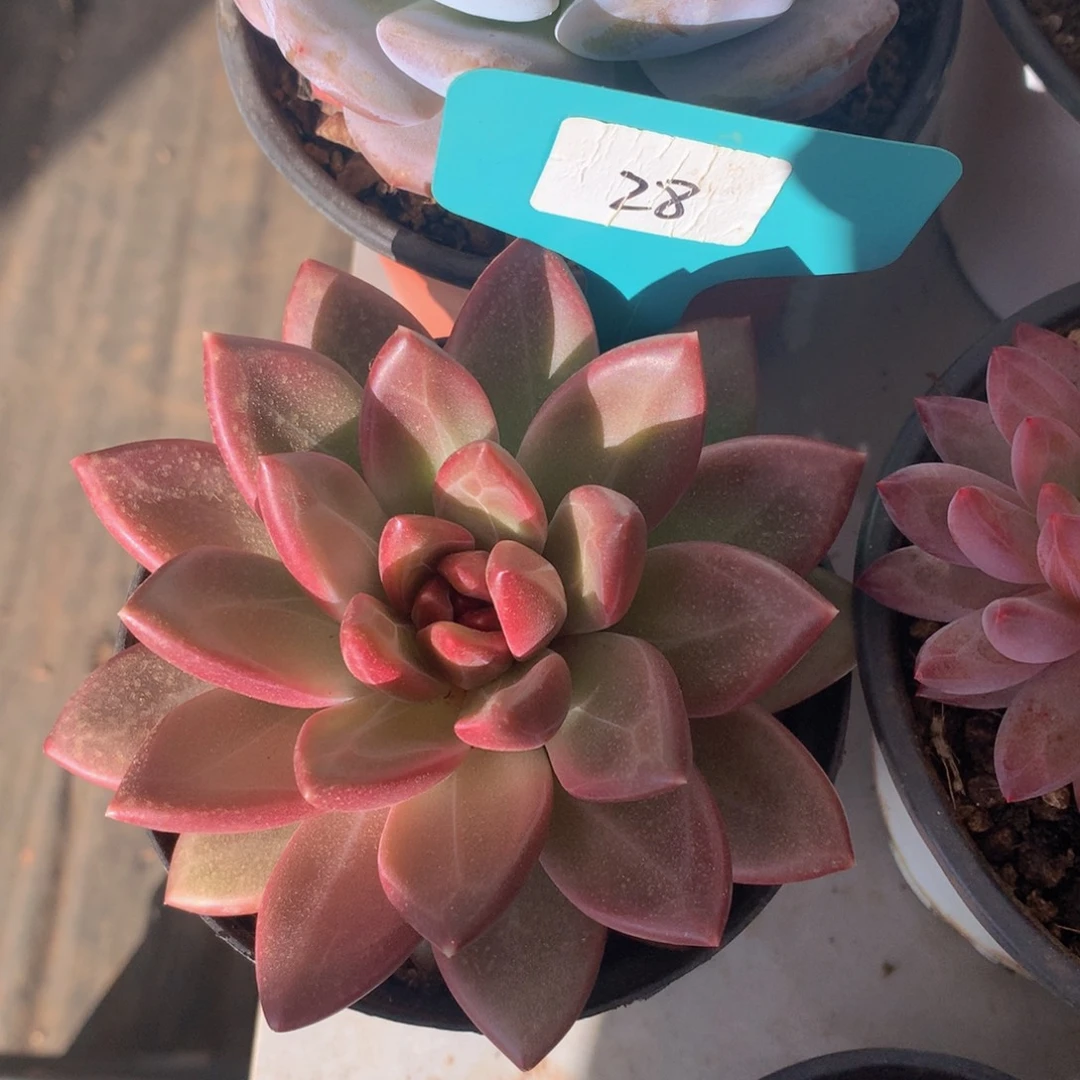 迷雾泡泡72737373737