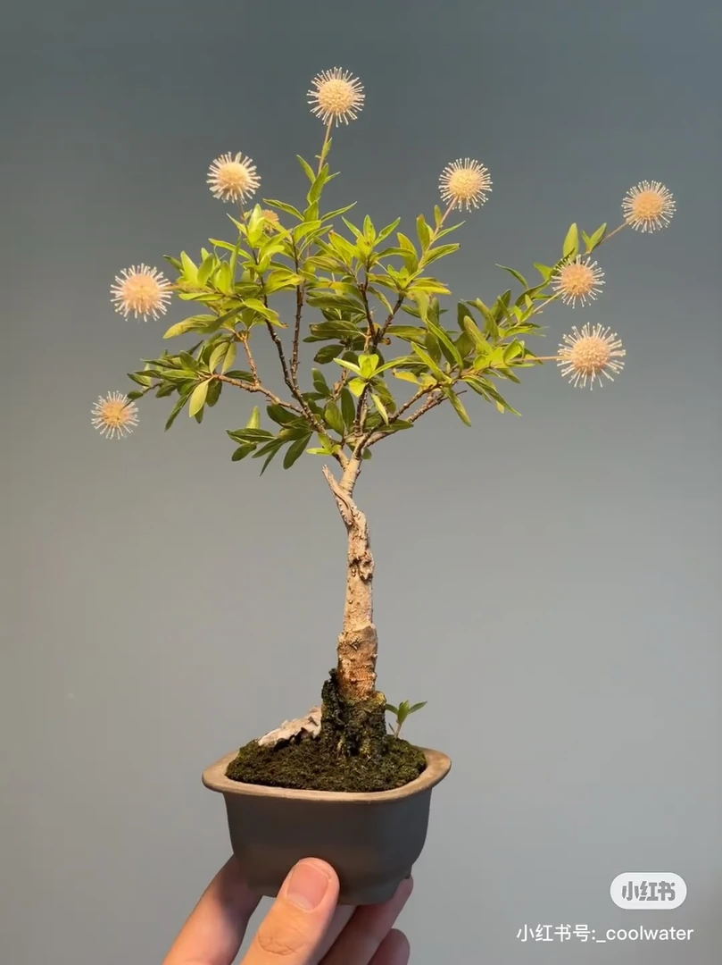 新号开播！水杨梅  栀子花  大放漏