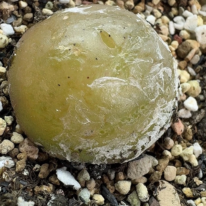 t***5老马生石花3.5灯泡母本2755