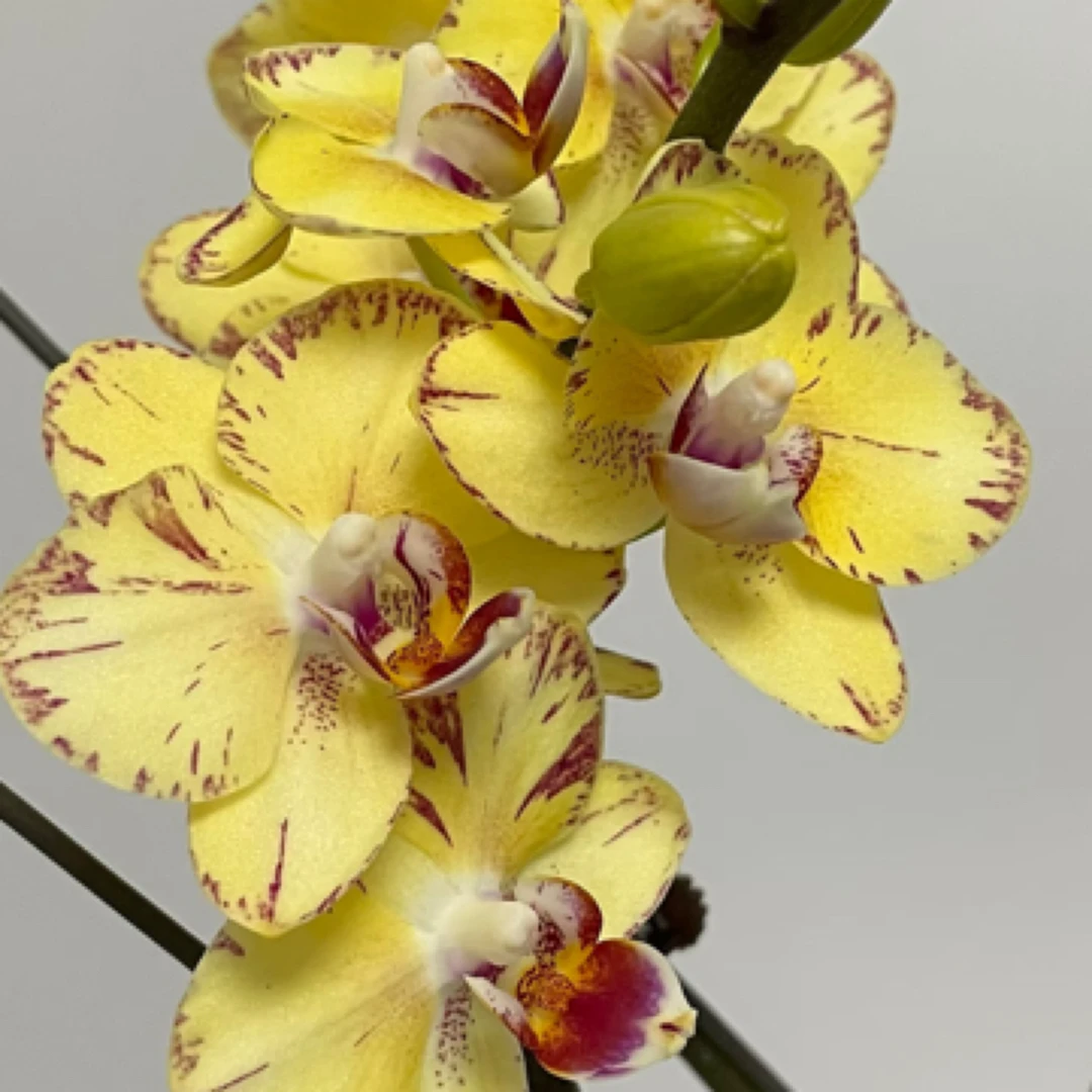 蝴蝶兰——[金凤凰]