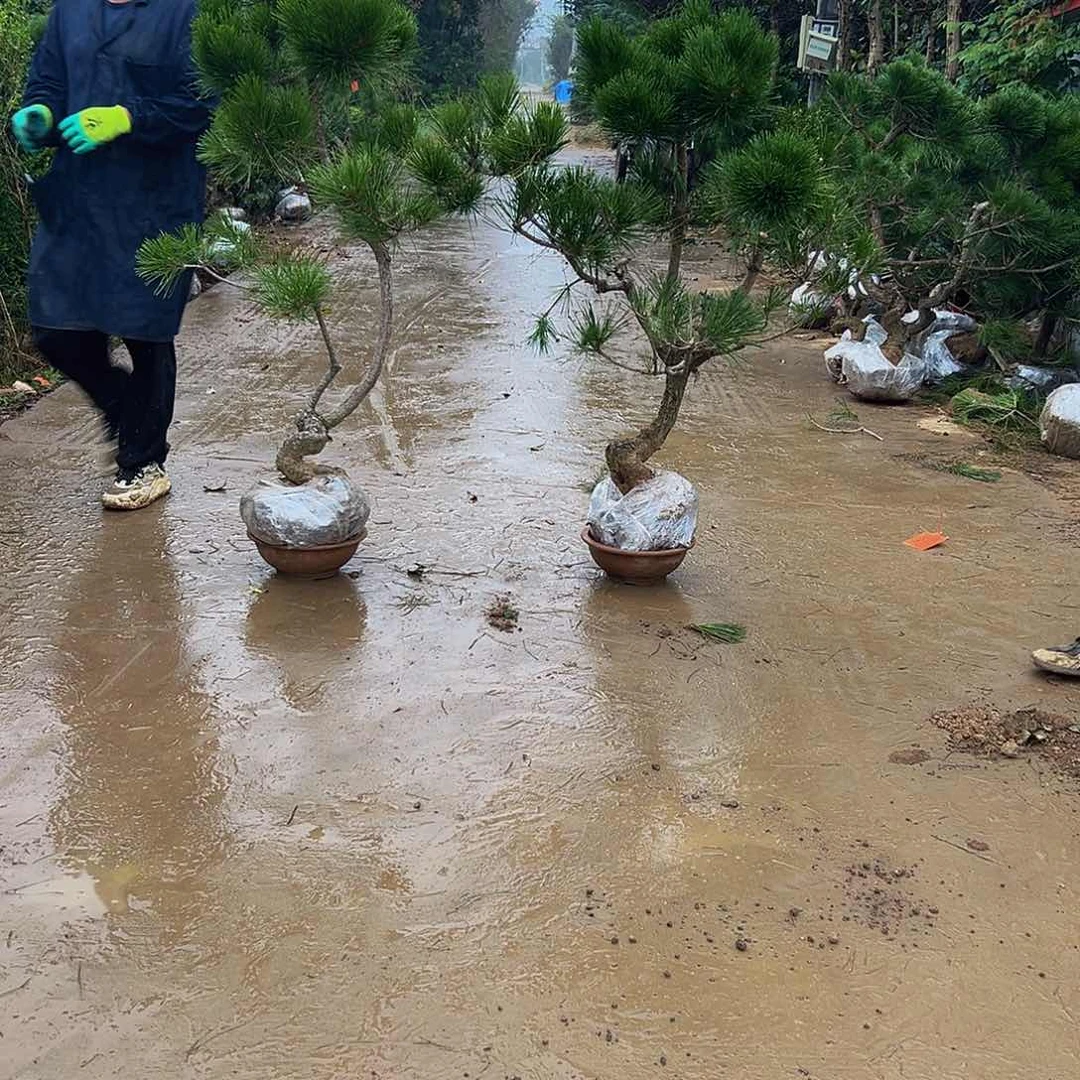 无花朵阳*88888888888