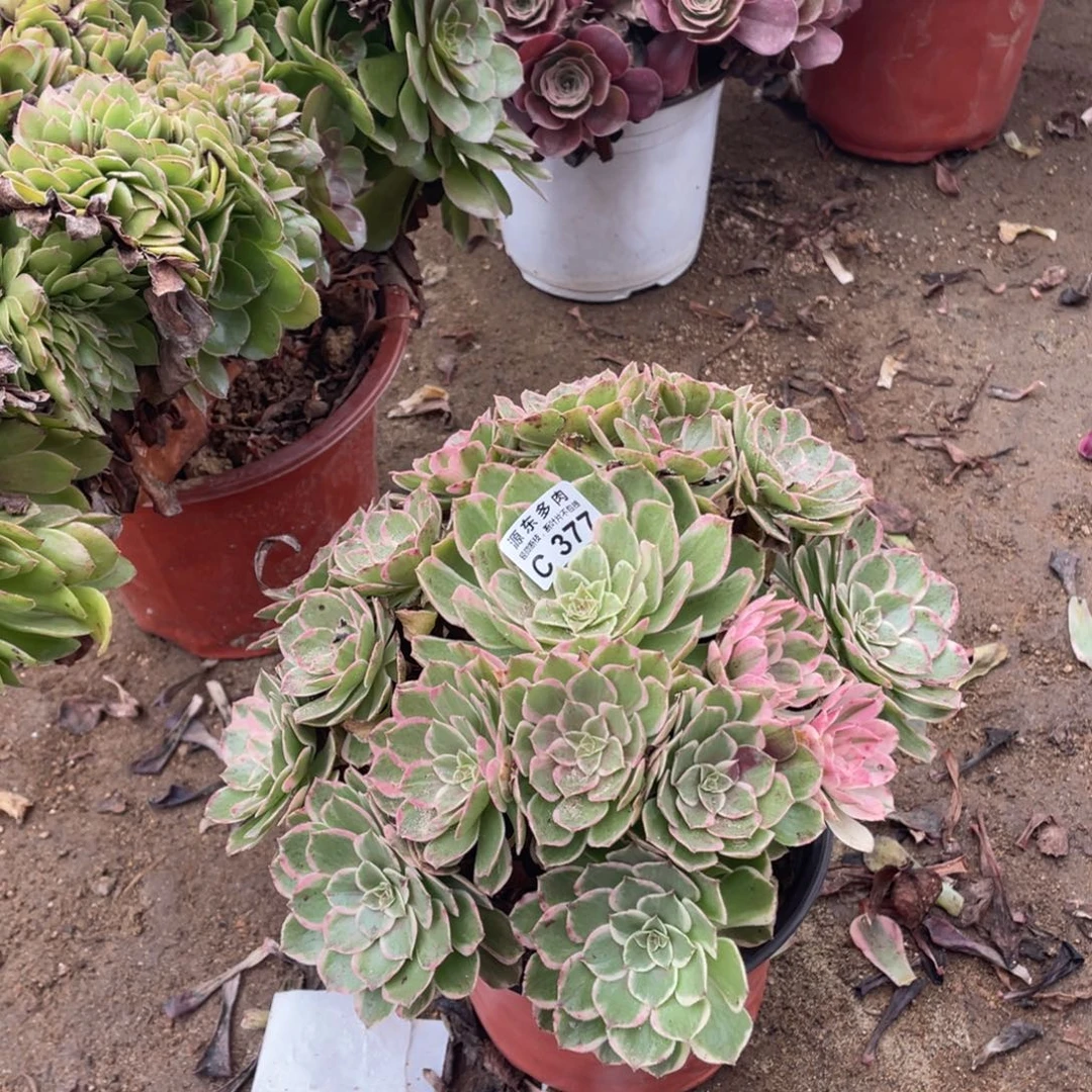 377高贵多肉法师断枝不包