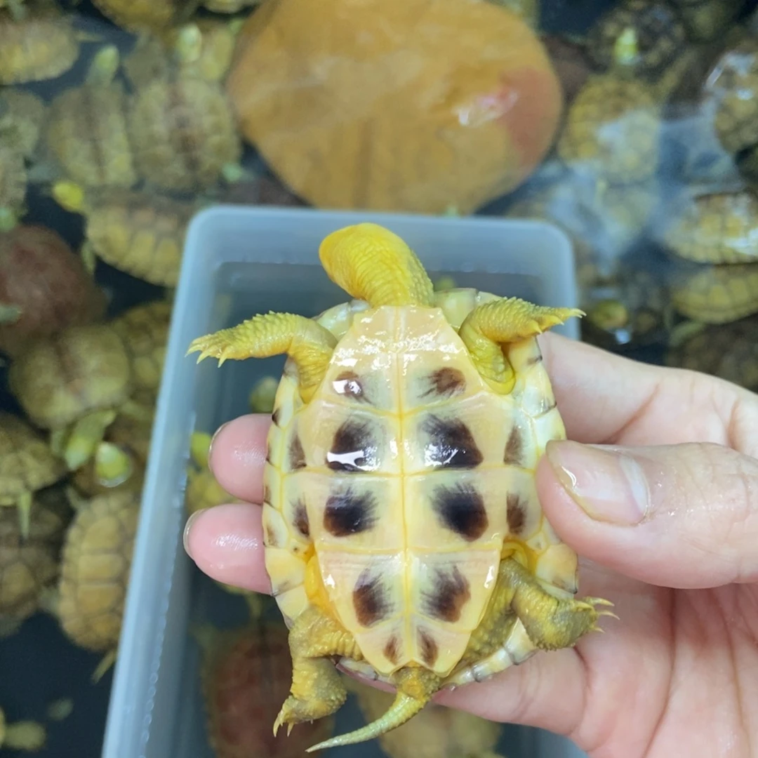 山***行绿毛龟母111111111