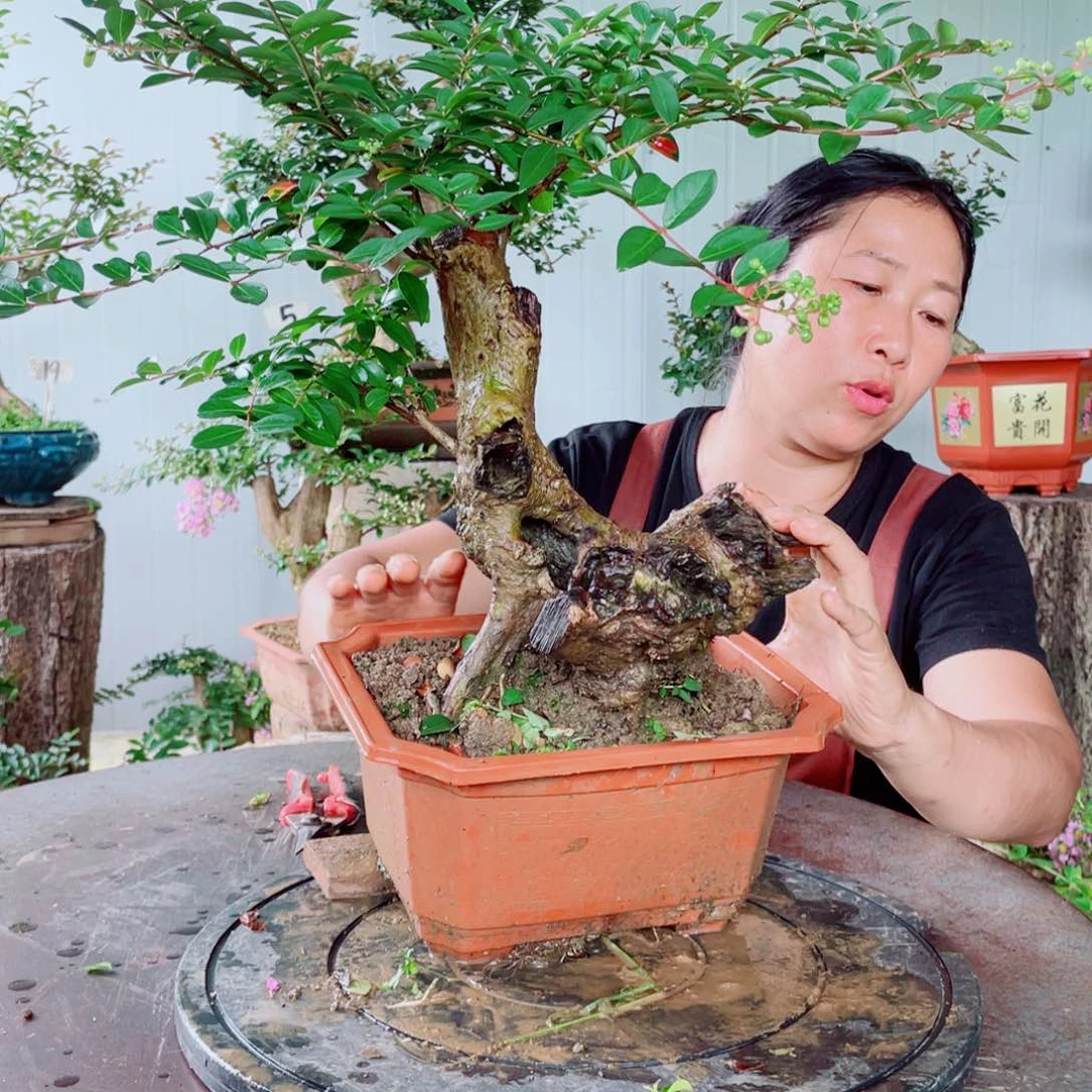 当前无花栽培后可以开花