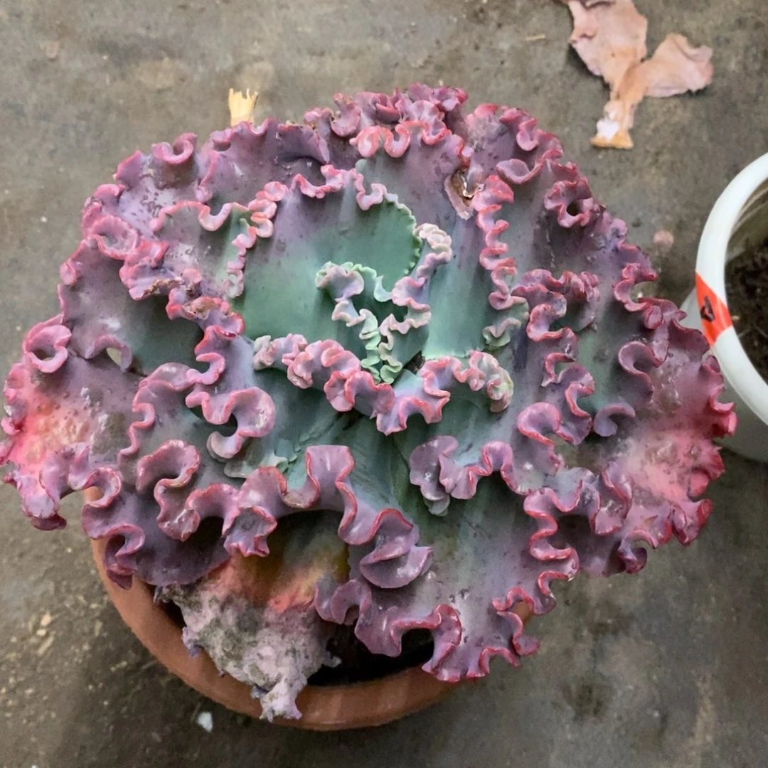 女王花笠大单头老桩