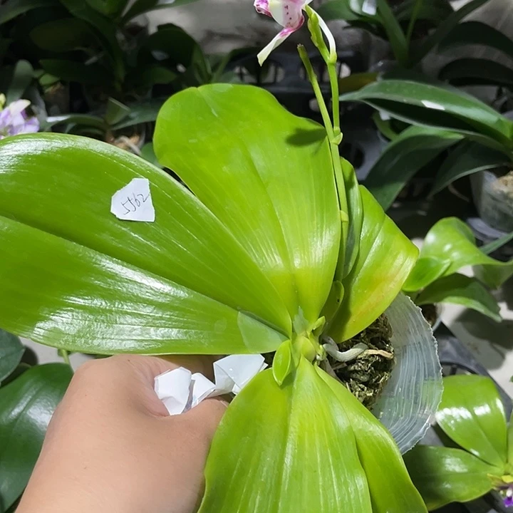 ****~完全开放蓝珍火花盾 3.0寸 带花剑 香