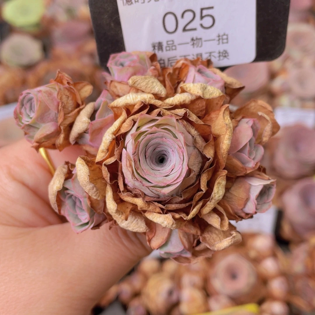 山地玫瑰025裸根发货断枝不包损不售后