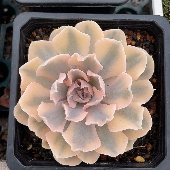 利比里亚锦一物一拍