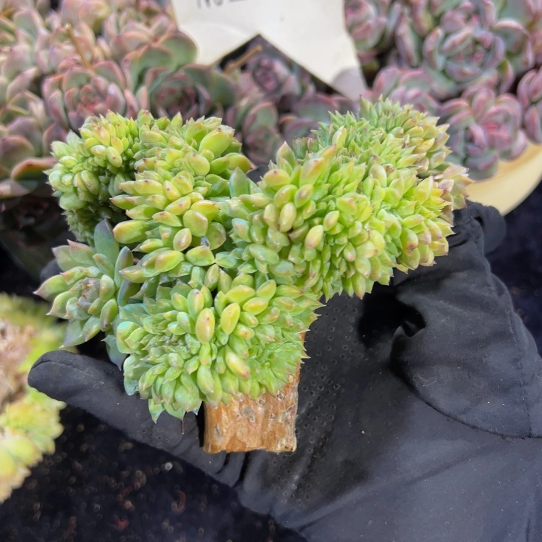 小桃花冰魄缀微瑕