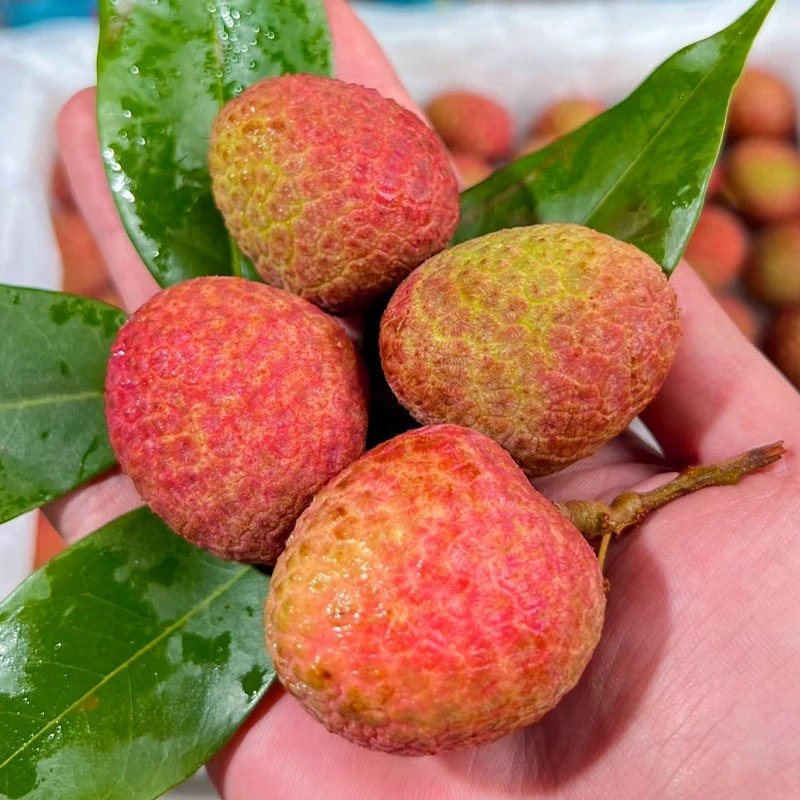 【海南妃子笑荔枝】京东空运整箱5斤头茬鲜果 新鲜采摘不泡水不催