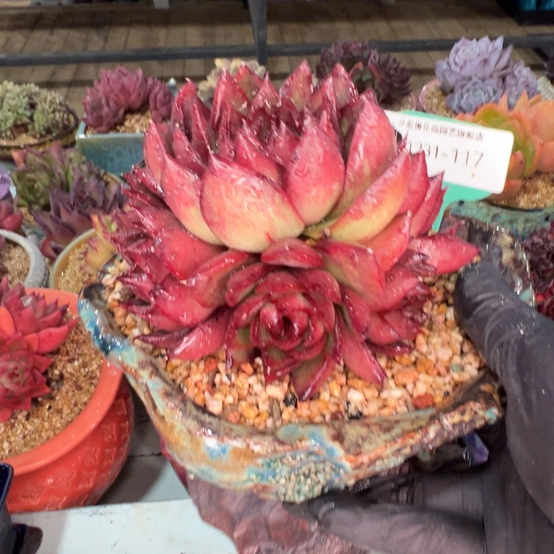 从前慢多肉精选编号1231.117