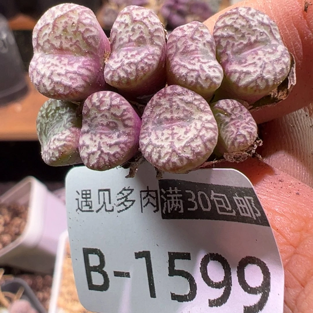 多肉植物1111111111111
