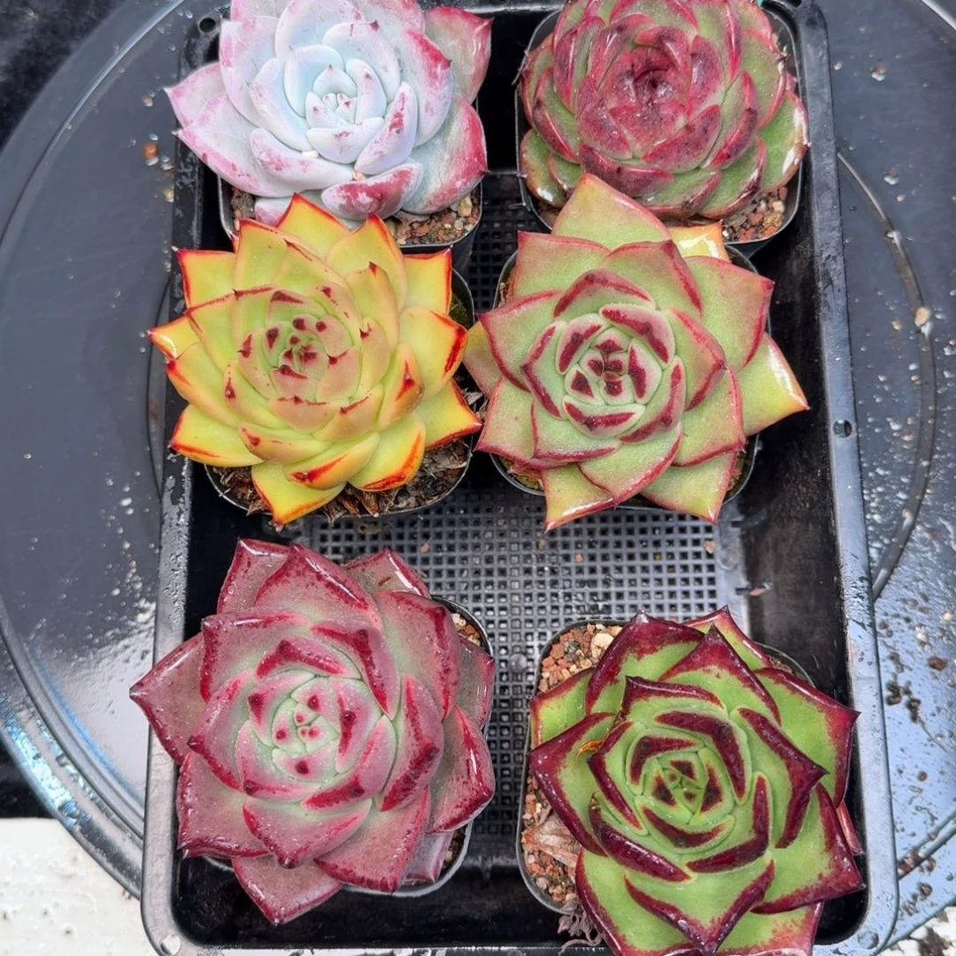 从前慢多肉精选编号1214.240