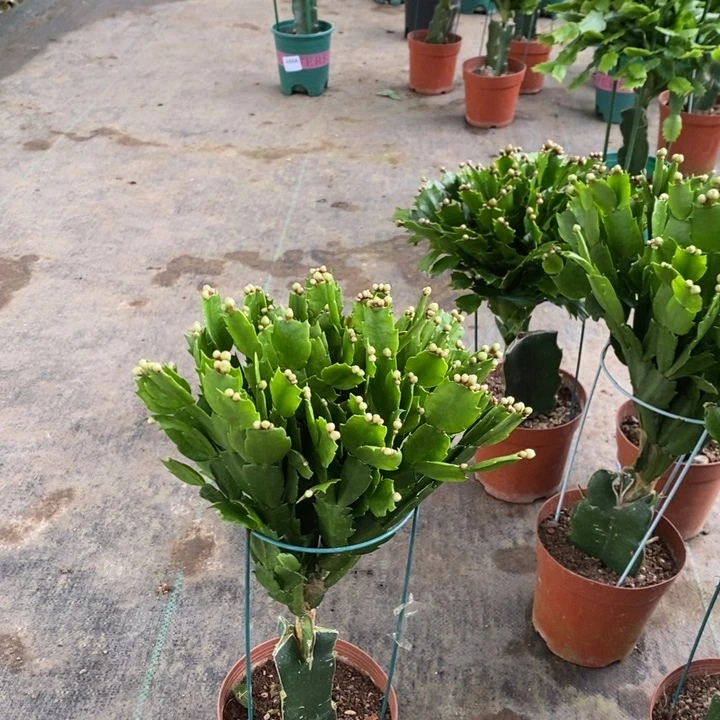 当前无花栽培后可以开花910嫁接海浪