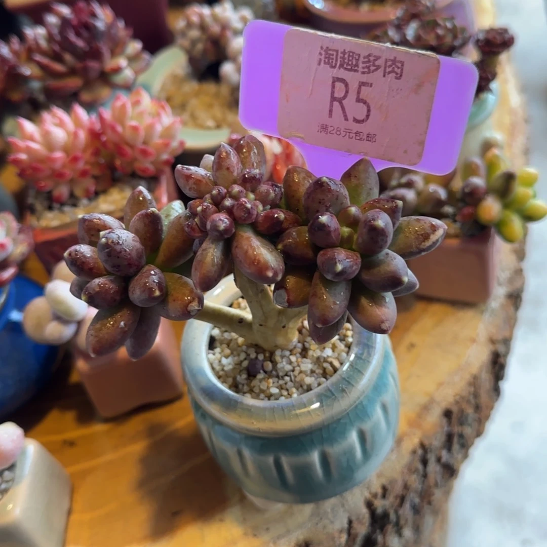 巴****房多肉植物气态烃中最化老庄