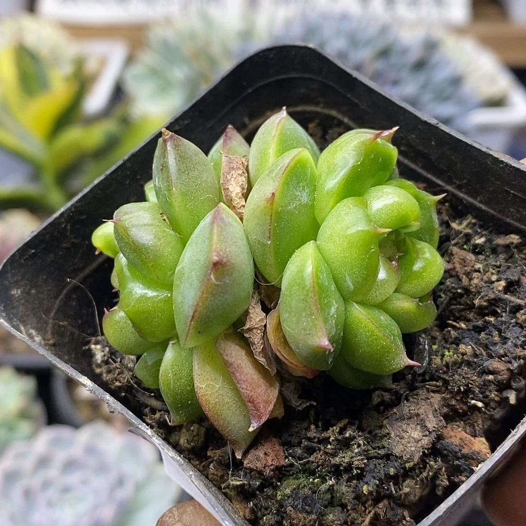 23105 皮艾拉珍妮双头