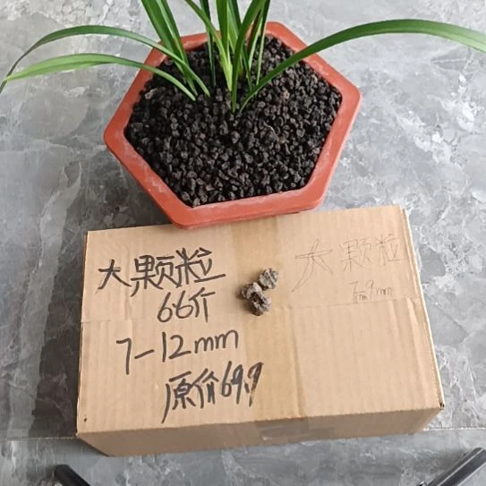 ****哥兰菌黑山土大颗粒6.6斤