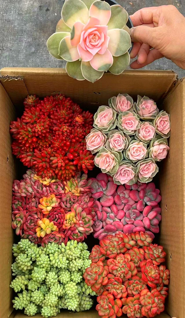 AA满满一大箱 多肉植物 全部带盆带土栽好种好 好养耐活   耐旱