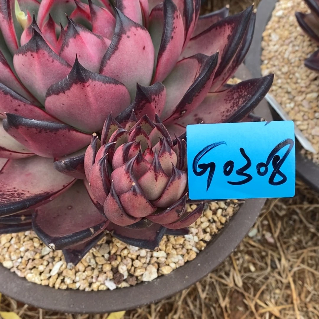 科*多肉植物多肉植物0308