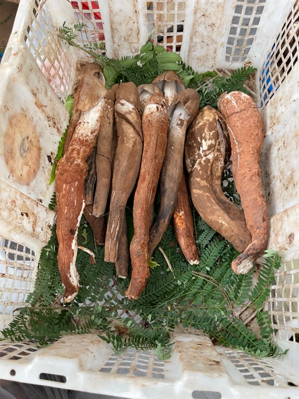 云南精选独生鸡枞黑帽脆甜鲜嫩煲汤炒吃顺丰包邮