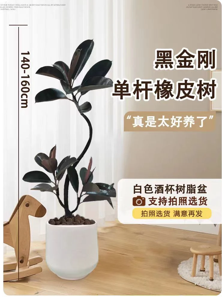 【造型黑金刚】室内客厅好养绿植盆栽净化空气美化家居