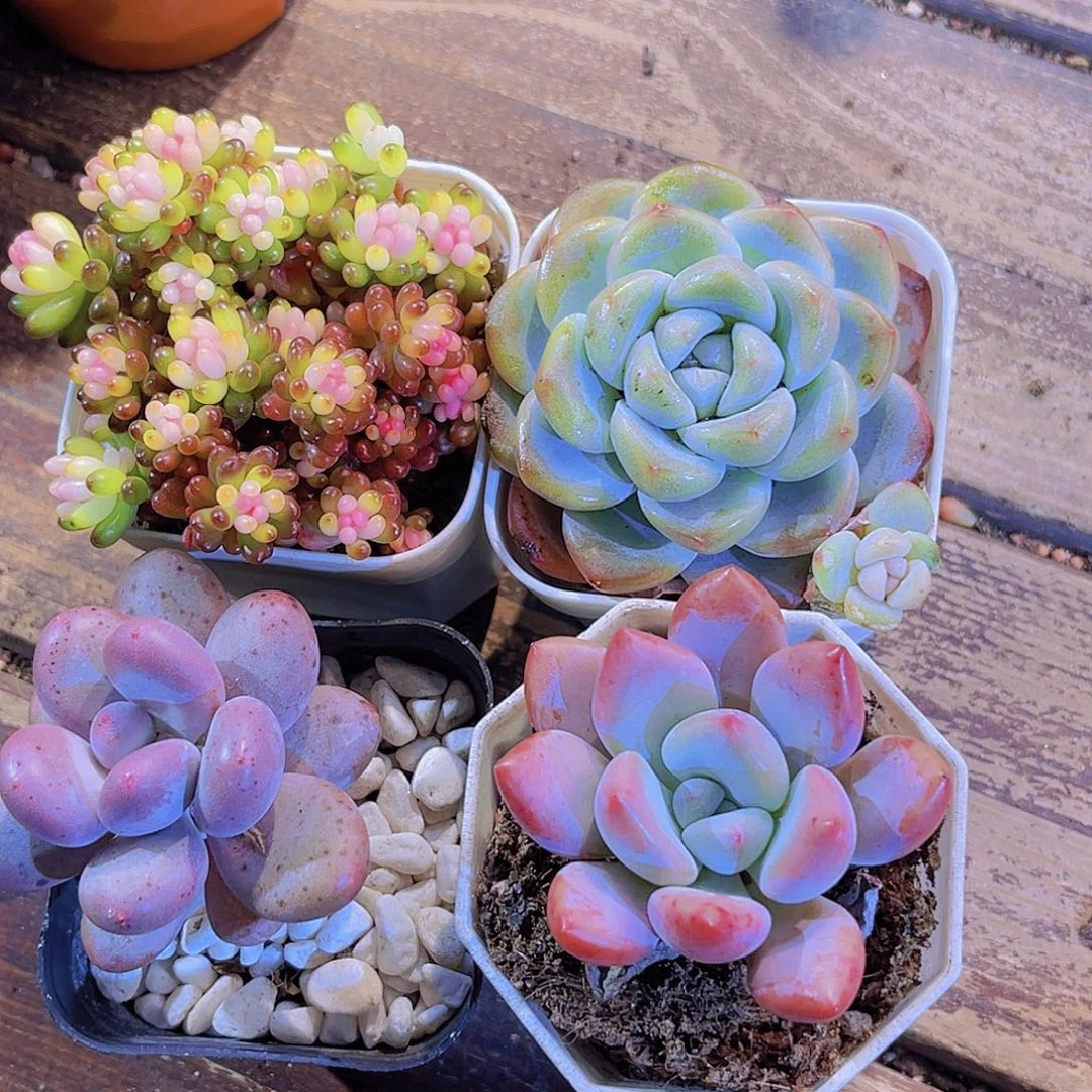 龙珠。冰玉单。桃美人。奥普