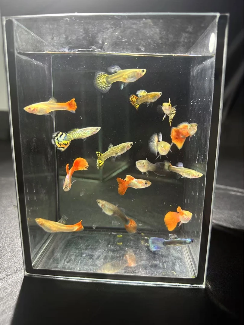 精品孔雀鱼全家福多品种热带观赏小型鱼《全家福16+4到手20条》