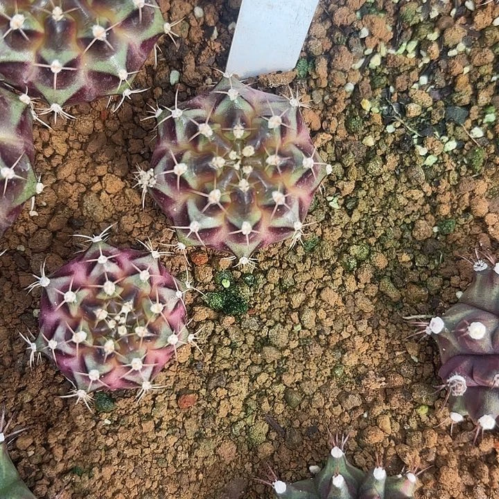 321-0727泰国发货多肉