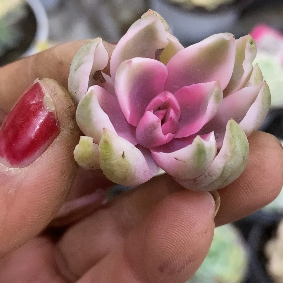 辛****291头盖哈哈哈哈哈哈哈