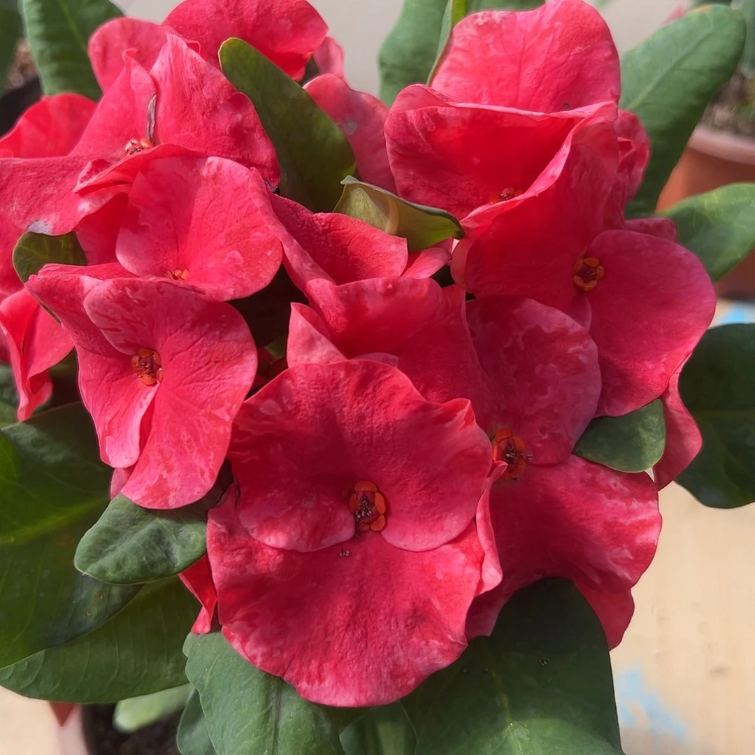 霓虹灯泰国大花虎刺梅