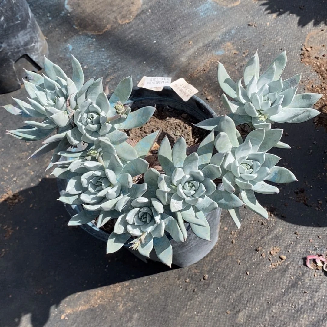 131号苹果叶瑕疵瑕疵