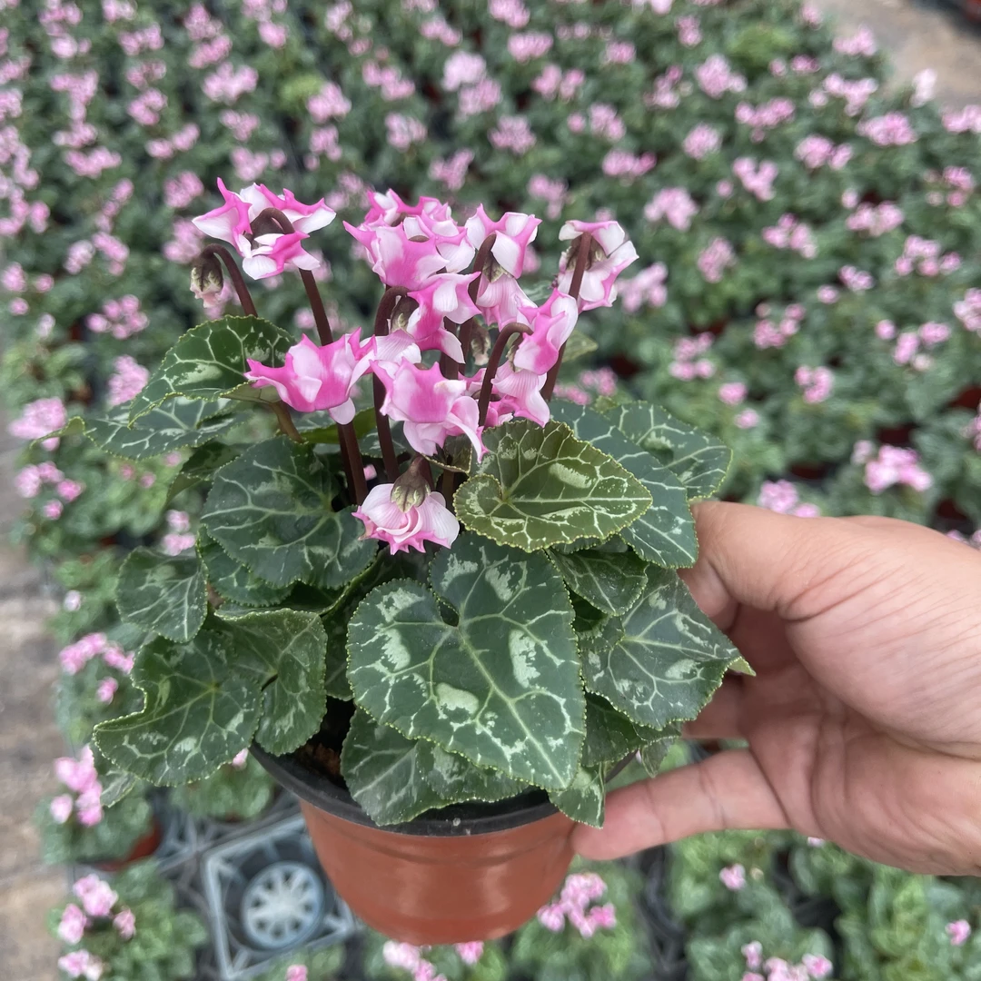 F1代迷你仙客来带花带花苞发货四季开花室内阳台办公桌电脑桌花卉