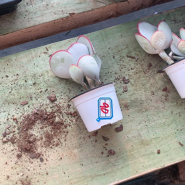 琳***琳一物一拍白眉多肉90
