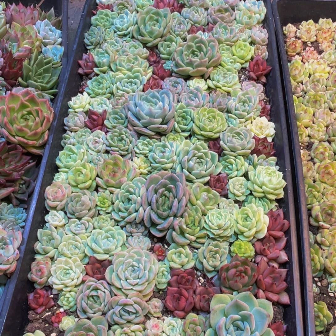 峡***明650多肉植物和植物的