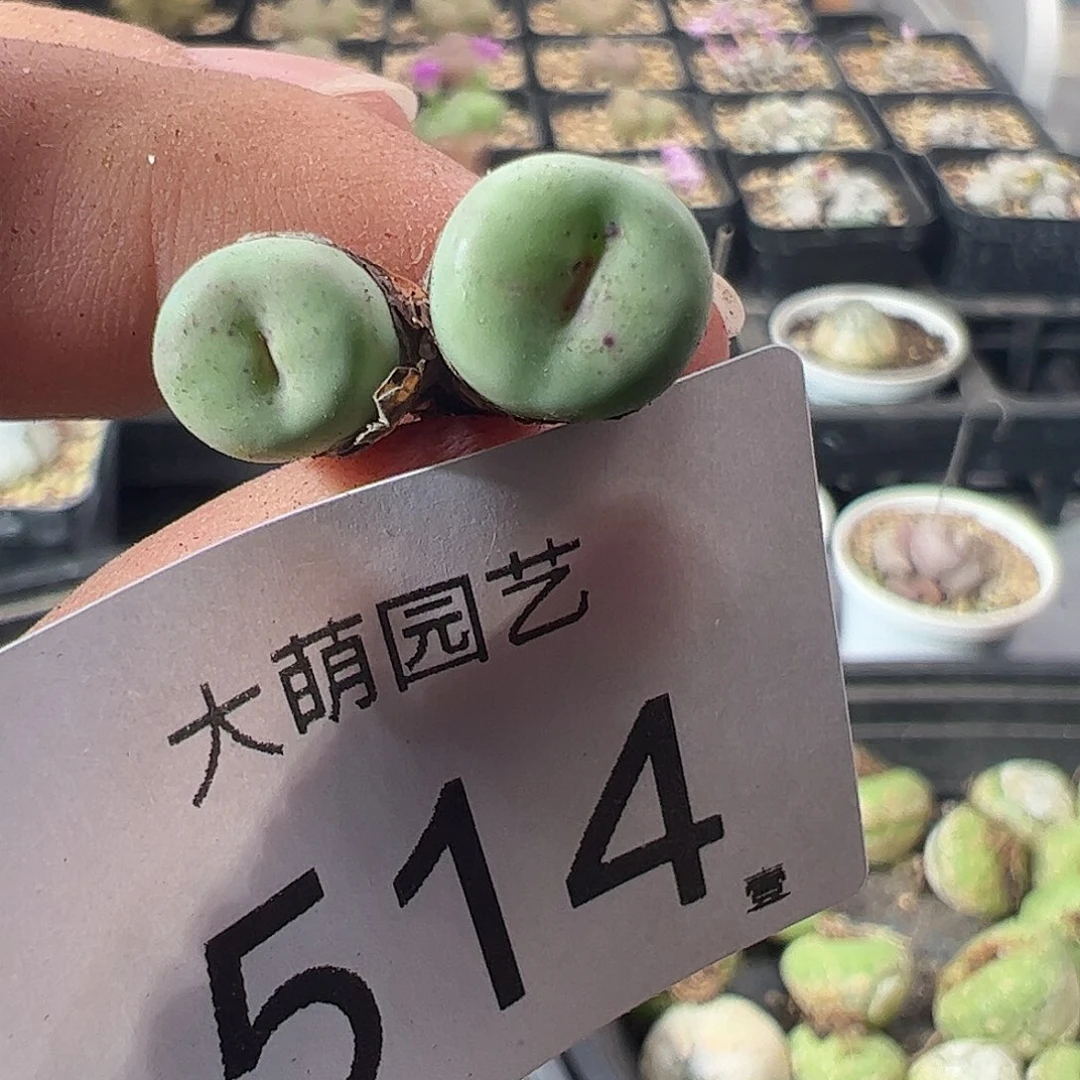 一物一拍。      514