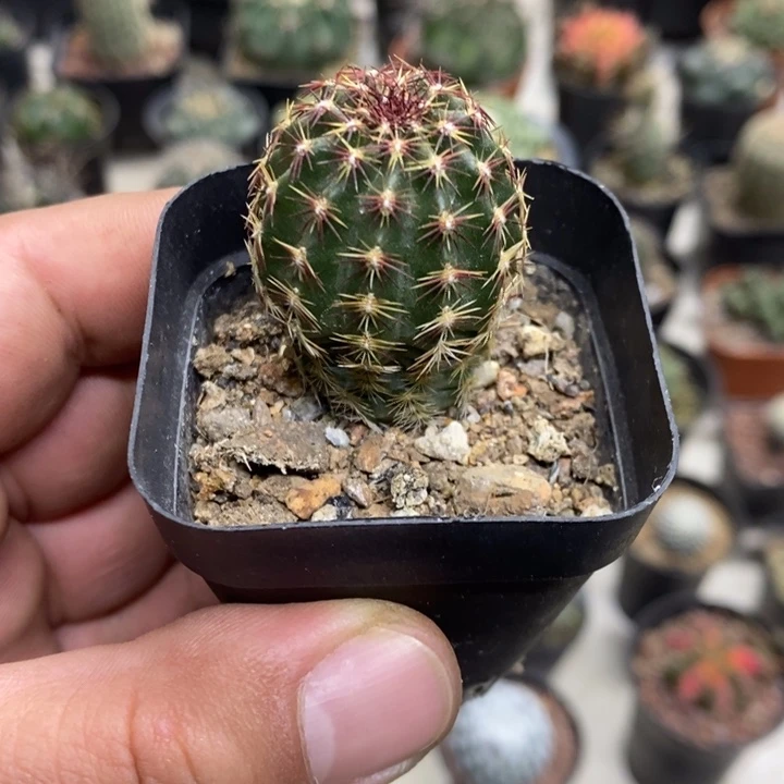 实生红刺青花虾特价