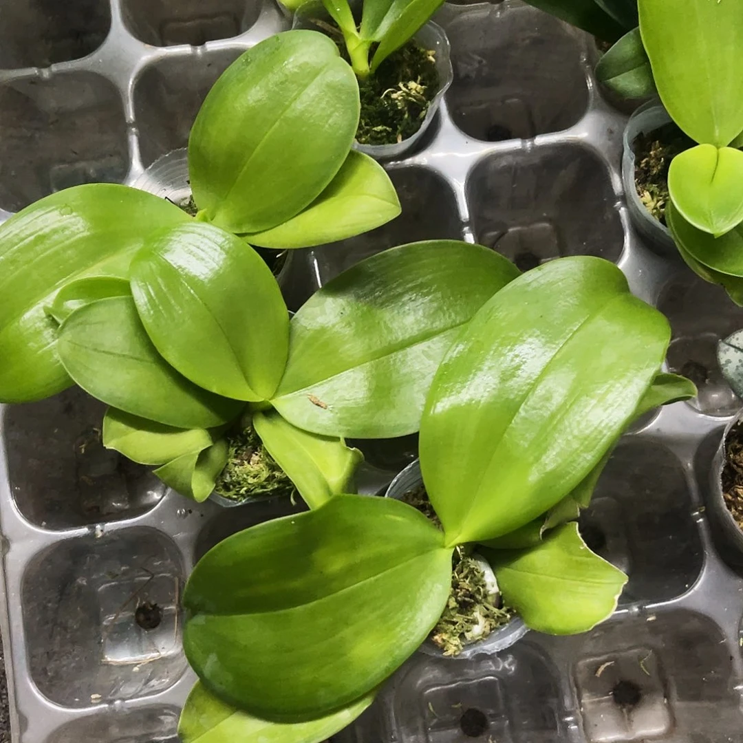当前无花栽培后可以开花蝴蝶兰黑鹰1.7