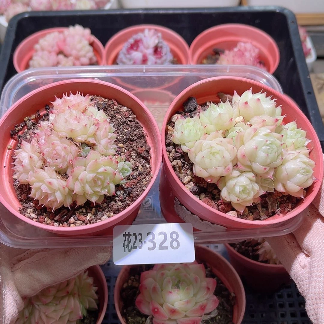 花利美23-328麦秆2颗