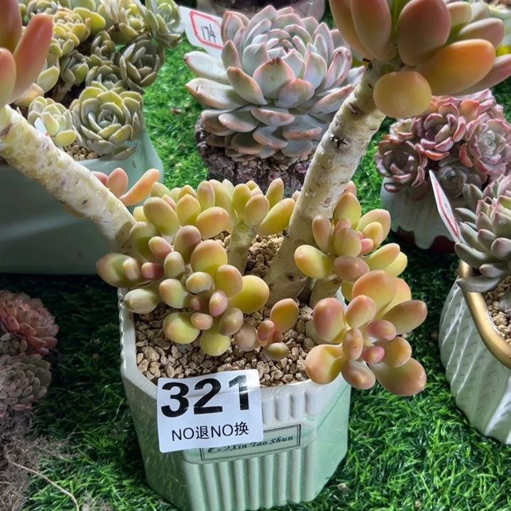 熊***人321老桩芒果奶一物一拍