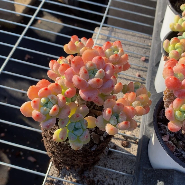 罗琦。
