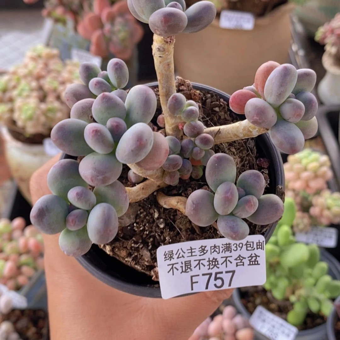 一代苹果奶老桩757多肉植物